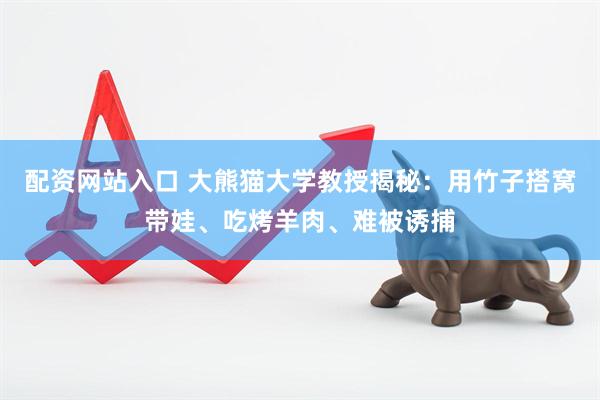 配资网站入口 大熊猫大学教授揭秘：用竹子搭窝带娃、吃烤羊肉、难被诱捕